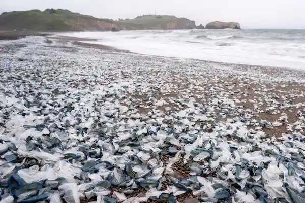 blue, mysterious 'alien-like' creatures in millions blanket us west coast beaches